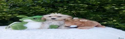 Cavapoo dogs for sale: Exceptional F1 Cavapoo Teddy Bears all males - Advert 5
