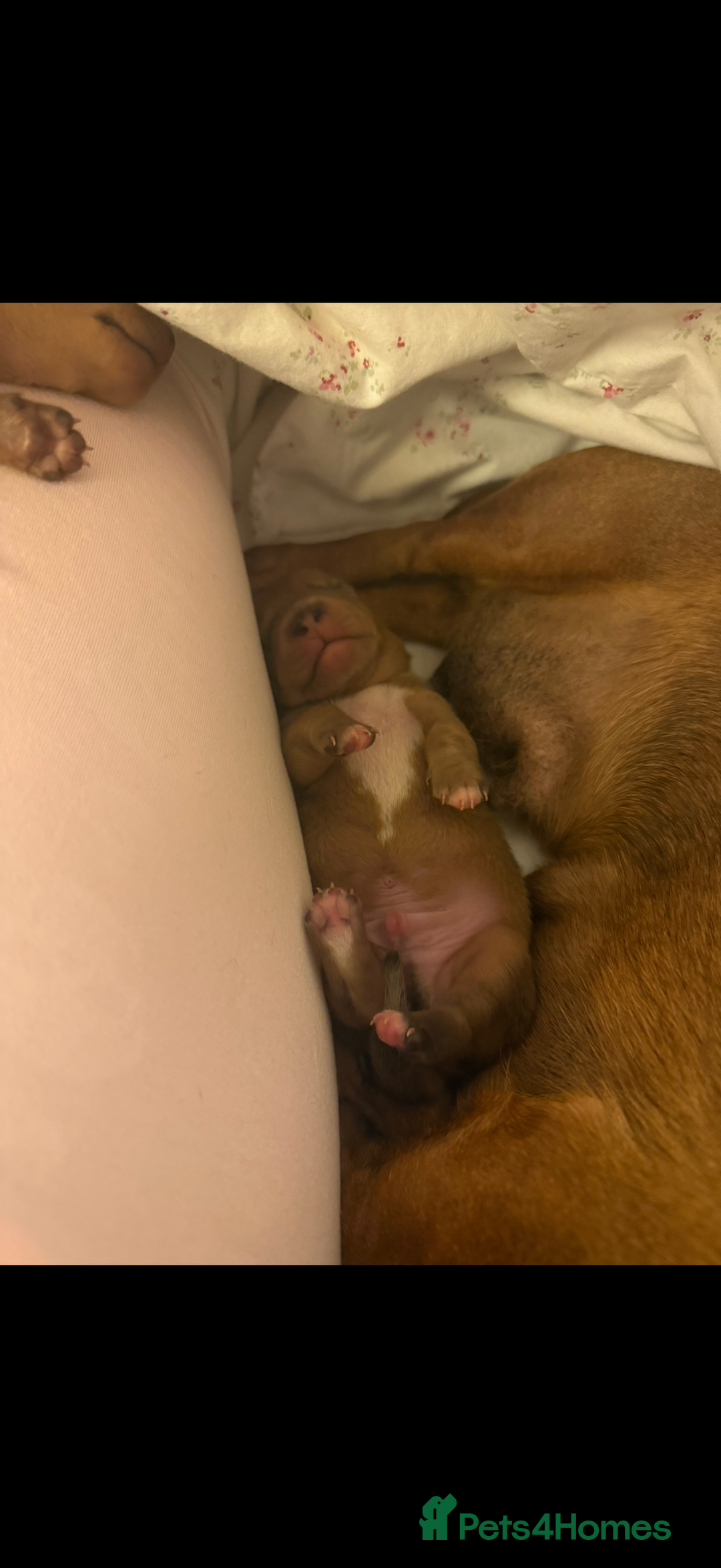 Miniature Dachshund dogs for sale: two gorgeous miniature dachshund puppies - Image 2