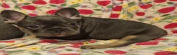 French Bulldog dogs for sale:  Open to offers Beautiful French Bulldog  - Advert 7