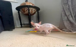 Cornish Rex cats for sale: Amazing Cornish Rex kitten  in Witham - Image 3