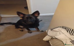 German Shepherd dogs for sale: Stunning Female German Shepherd - Image 2