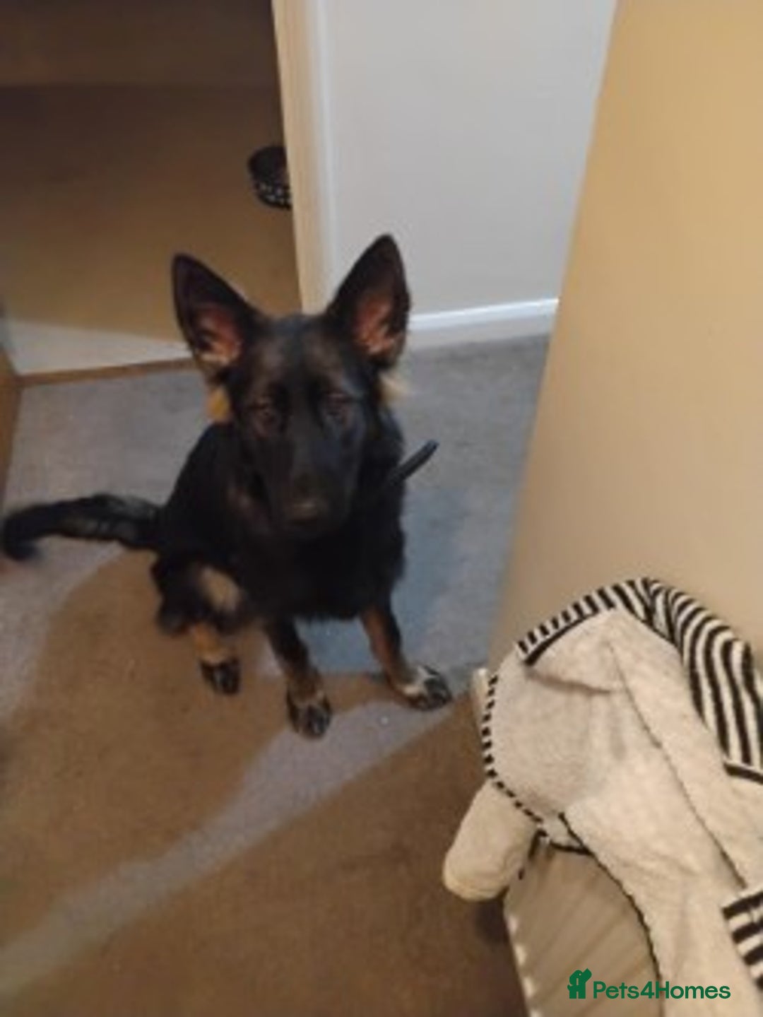 German Shepherd dogs for sale: Stunning Female German Shepherd - Image 2