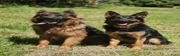 German Shepherd dogs for sale: German shepherd pups in Warrington - Advert 1