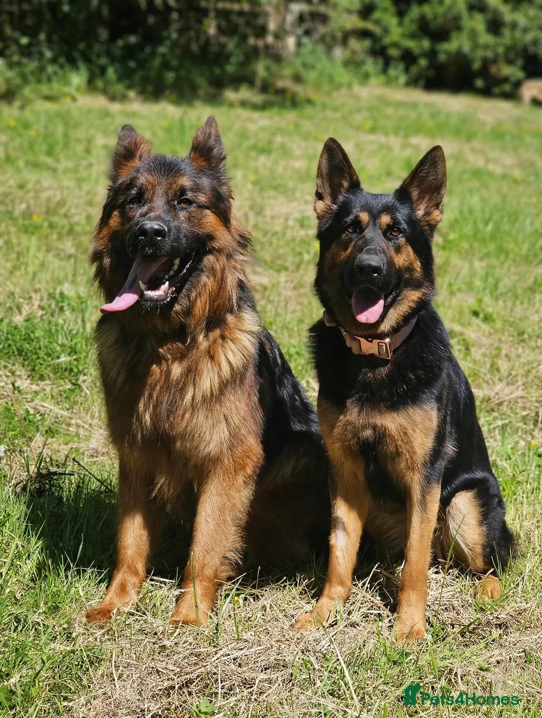 German Shepherd dogs for sale: German shepherd pups in Warrington - Advert 1