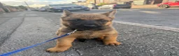 Mixed Breed dogs for sale: Loving puppies ready to leave  in Stoke-on-Trent - Advert 2