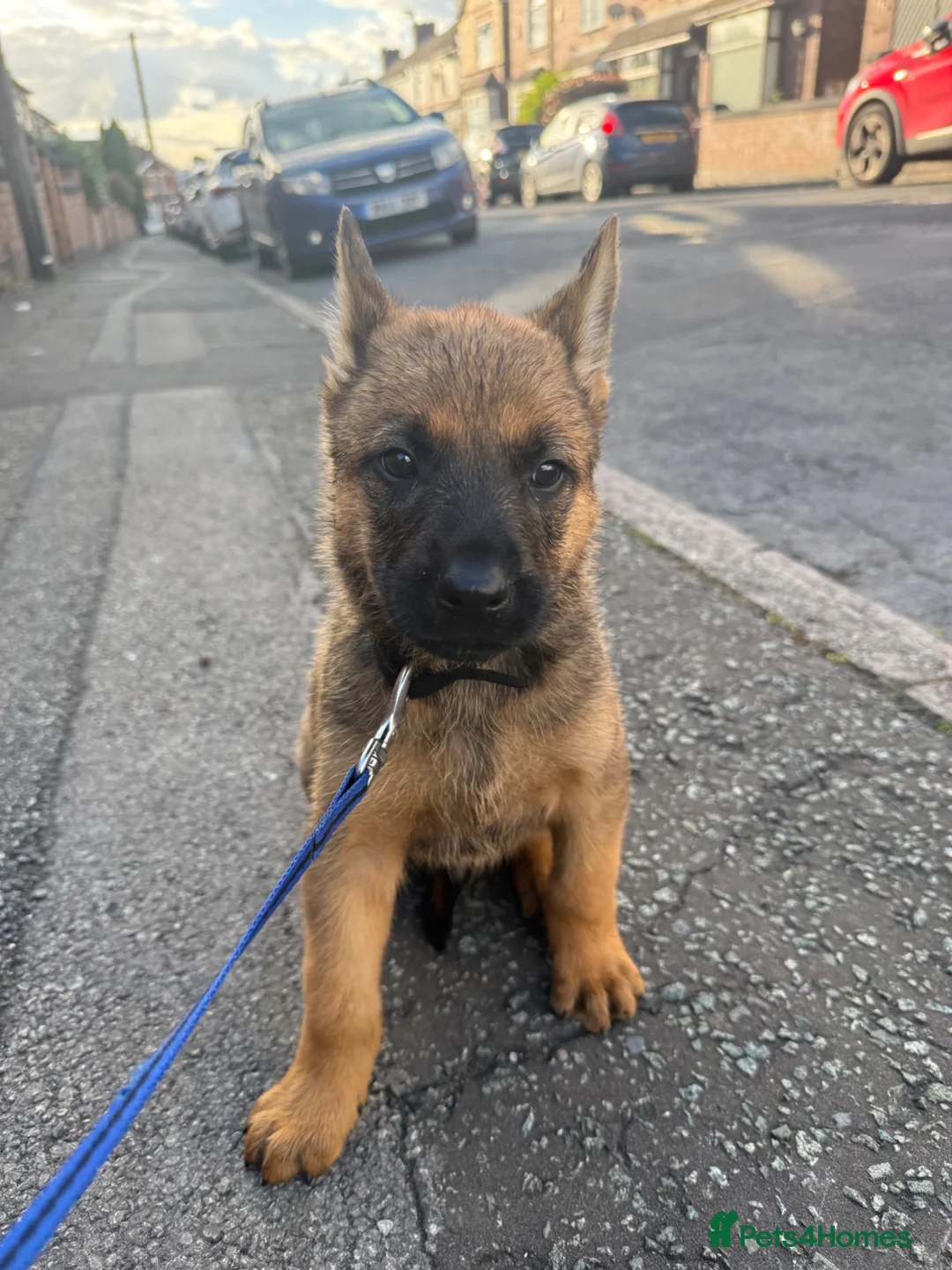 Mixed Breed dogs for sale: Loving puppies ready to leave  in Stoke-on-Trent - Advert 2