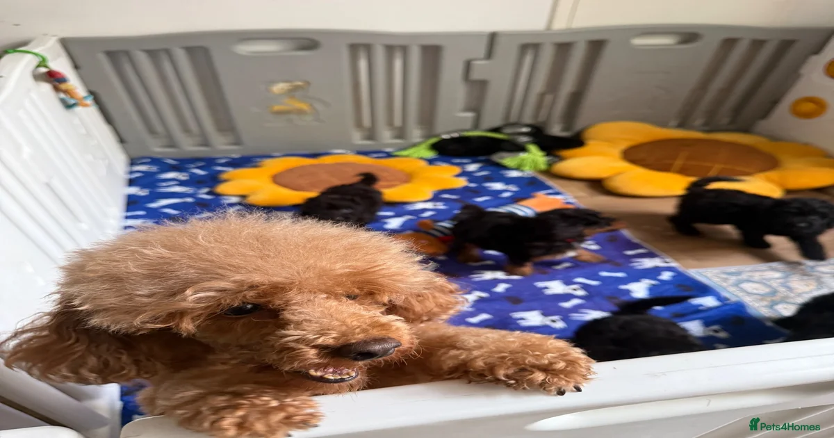 Miniature Poodle Puppies for sale in Reigate, Surrey | Pets4Homes