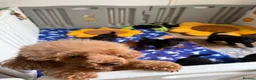 Miniature Poodle dogs for sale: Small miniature poodle puppies - Advert 1