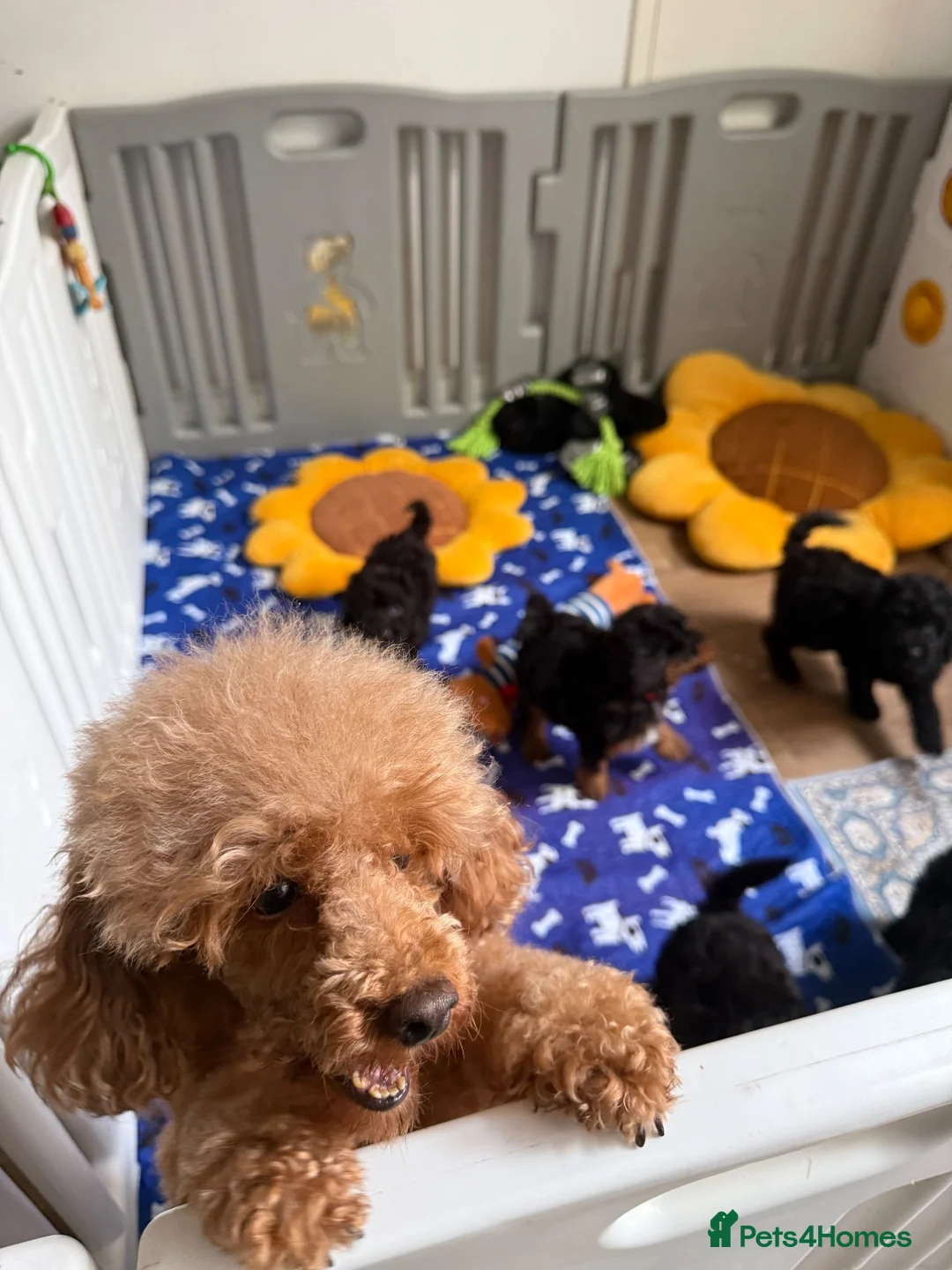Miniature Poodle dogs for sale: Small miniature poodle puppies - Advert 1