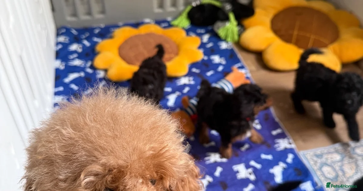 Podle Mini Miniature Poodle Puppies for sale in Saint Leonards-on-sea, East Sussex ...
