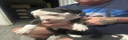 American Bulldog dogs for sale: ❤️AMERICAN BULLDOG PUPPIES   1 GIRL LEFT ❤️🐾 - Advert 9