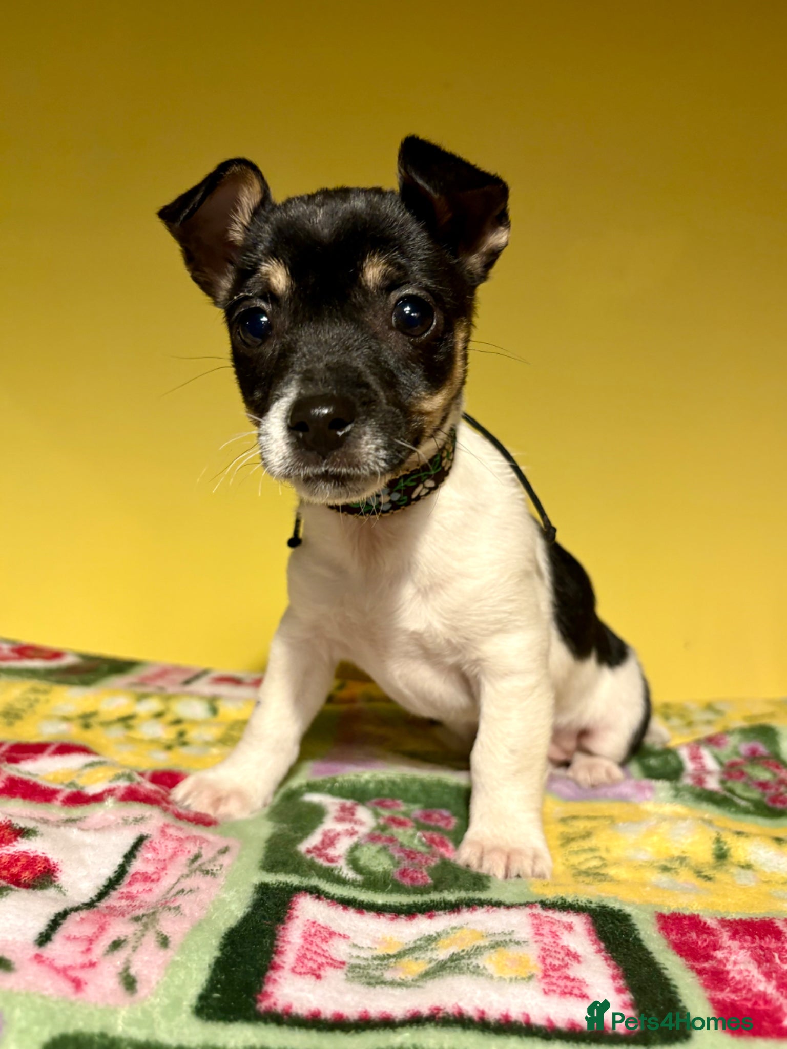 Jack Russell dogs Miniature Jack Russell Puppy  - Advert 8