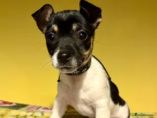 Jack Russell dogs Miniature Jack Russell Puppy - Advert 8