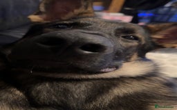 German Shepherd dogs for sale: Playful 5 Moth Old German Shepherd Male - Image 8