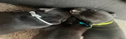 Mixed Breed dogs for sale: 6 puppies for sale, 5 males, 1 female in Dukinfield - Advert 12