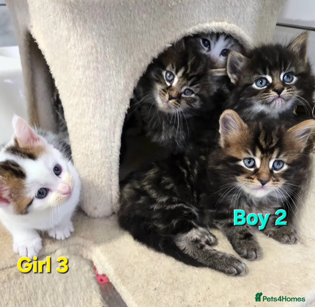 Mixed Breed cats for sale: Maine Coone Cross Kittens - Advert 10