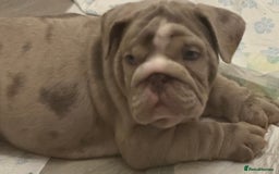 English Bulldog dogs for sale: Bettie & 007 babies short compact   - Image 24