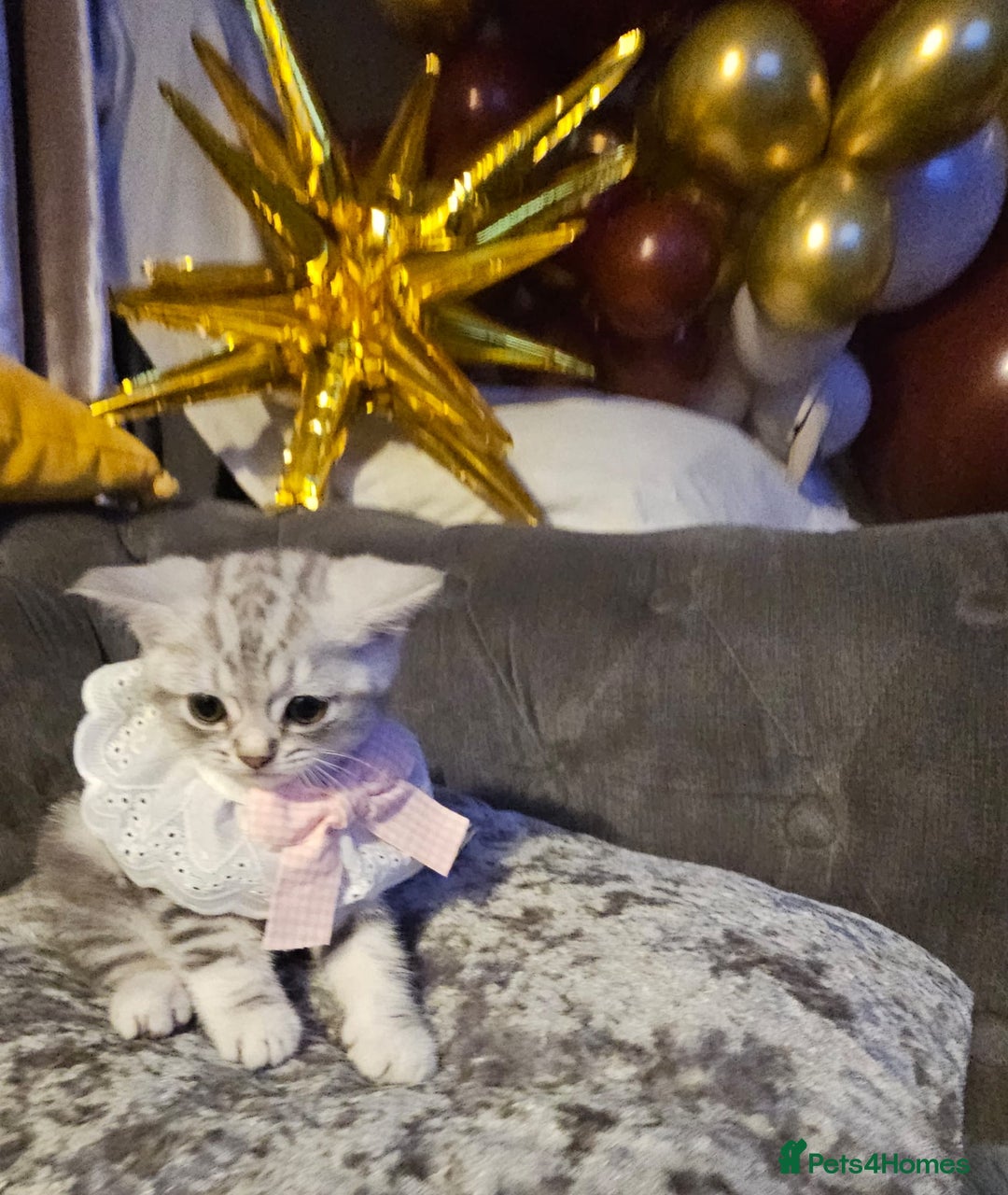 British Shorthair cats for sale: Adorable Silver Kittens looking for forever homes - Advert 10