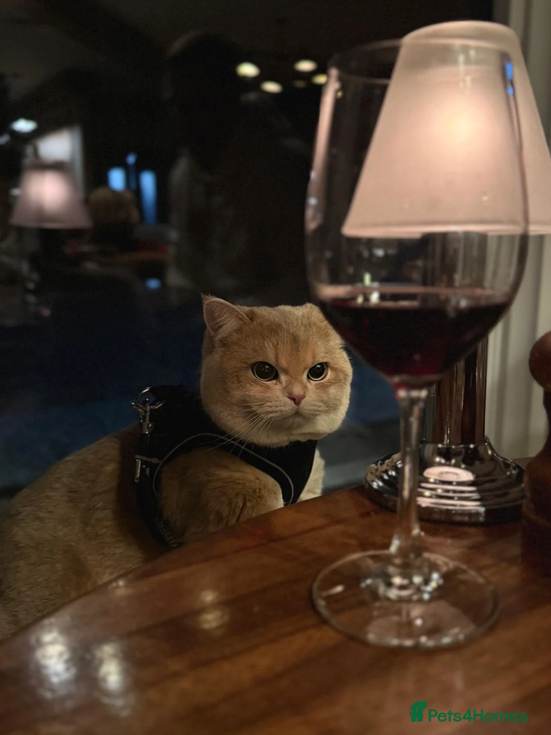 British Shorthair cats for stud: Leo looking for girls  in Edinburgh - Advert 3