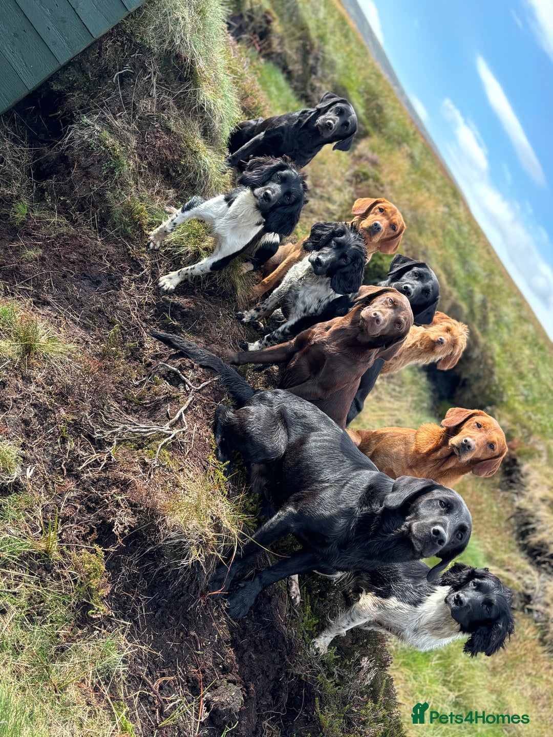 Labrador Retriever dogs for sale: Ready to leave. FULLY HEALTH TESTED male labs  in Leyburn - Image 5