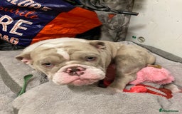 English Bulldog dogs for sale: English bulldog puppy  - Image 1