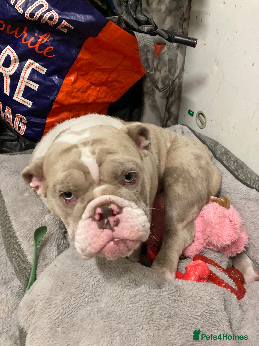 English Bulldog dogs for sale: English bulldog puppy  - Image 1