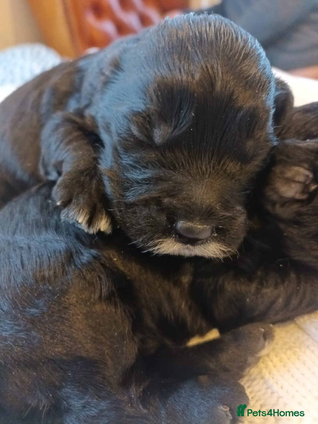 Sproodle dogs for sale: STUNNING SHOW SPRINGAPOO PUPPIES FOR SALE  - Advert 5