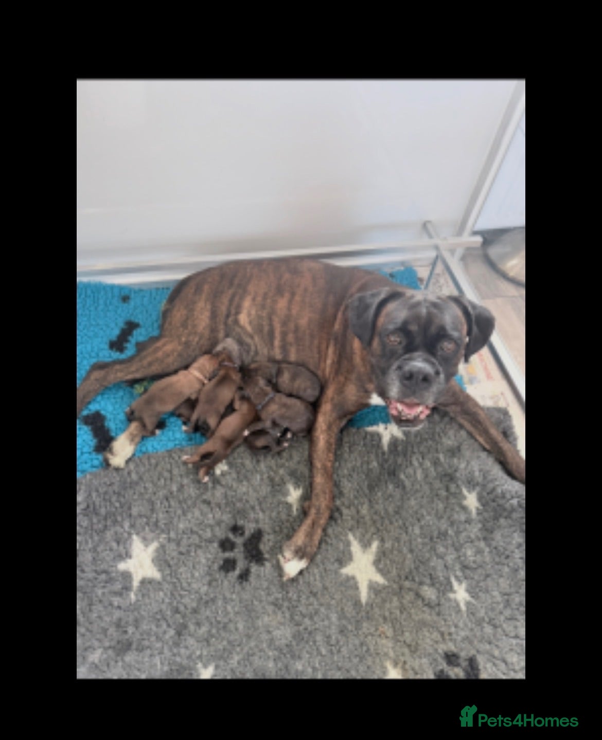 Boxer dogs Beautiful boxer puppies!! Ready to go!!! - Advert 15