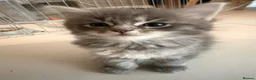 Ragcoon cats for sale: Beautiful raccoon kittens  - Advert 10