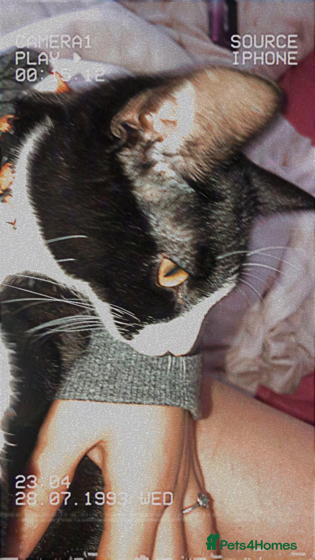 American Shorthair cats for sale: Bella  - Image 2