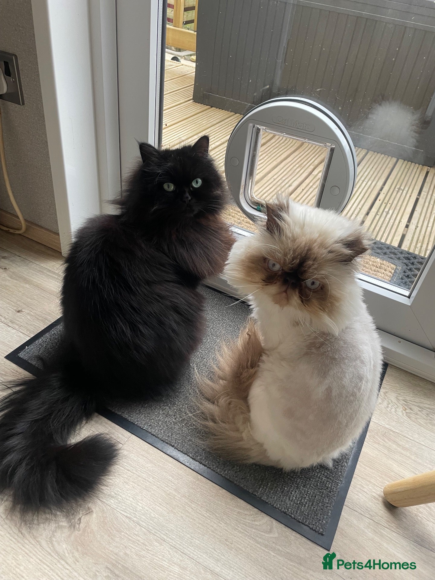 Persian cats Persian and Persian/ragdoll - Advert 1