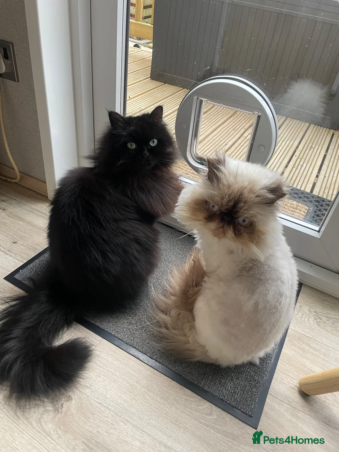 Persian cats for sale: Persian and Persian/ragdoll in Sunderland - Advert 1