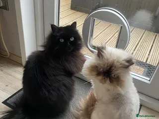 Persian cats Persian and Persian/ragdoll - Advert 1