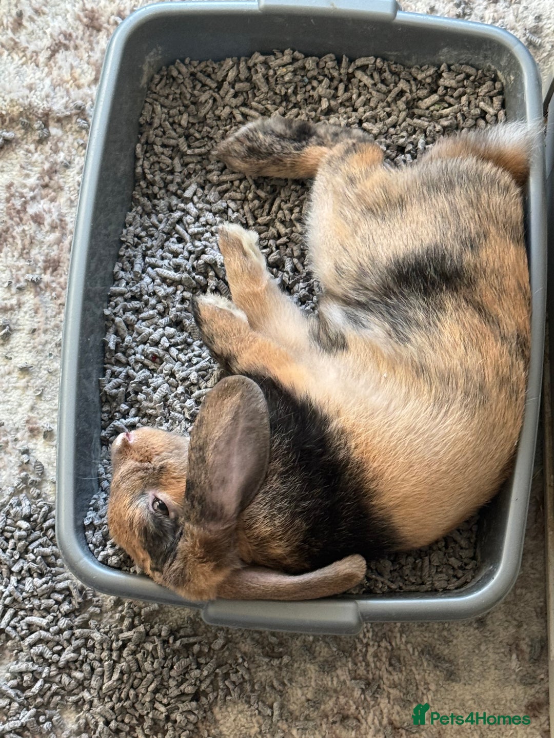 Mini Lop rabbits for sale: Young Male Rabbit/ Complete Starter Kit – Friendly - Image 6