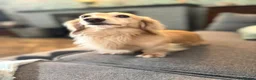 Miniature Dachshund dogs for stud: ee Cream Long coat Miniature Dachshund for Stud - Advert 3