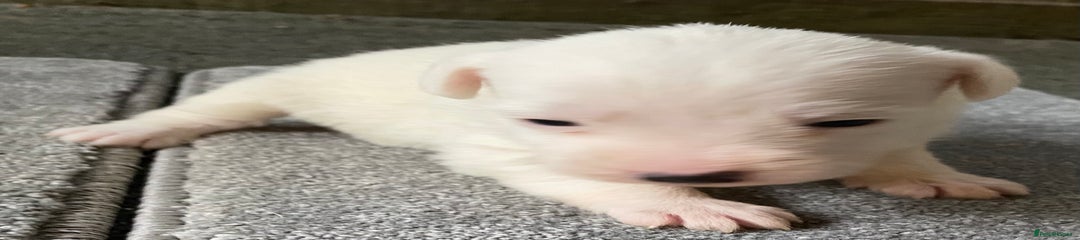 Jack Russell Puppy 6