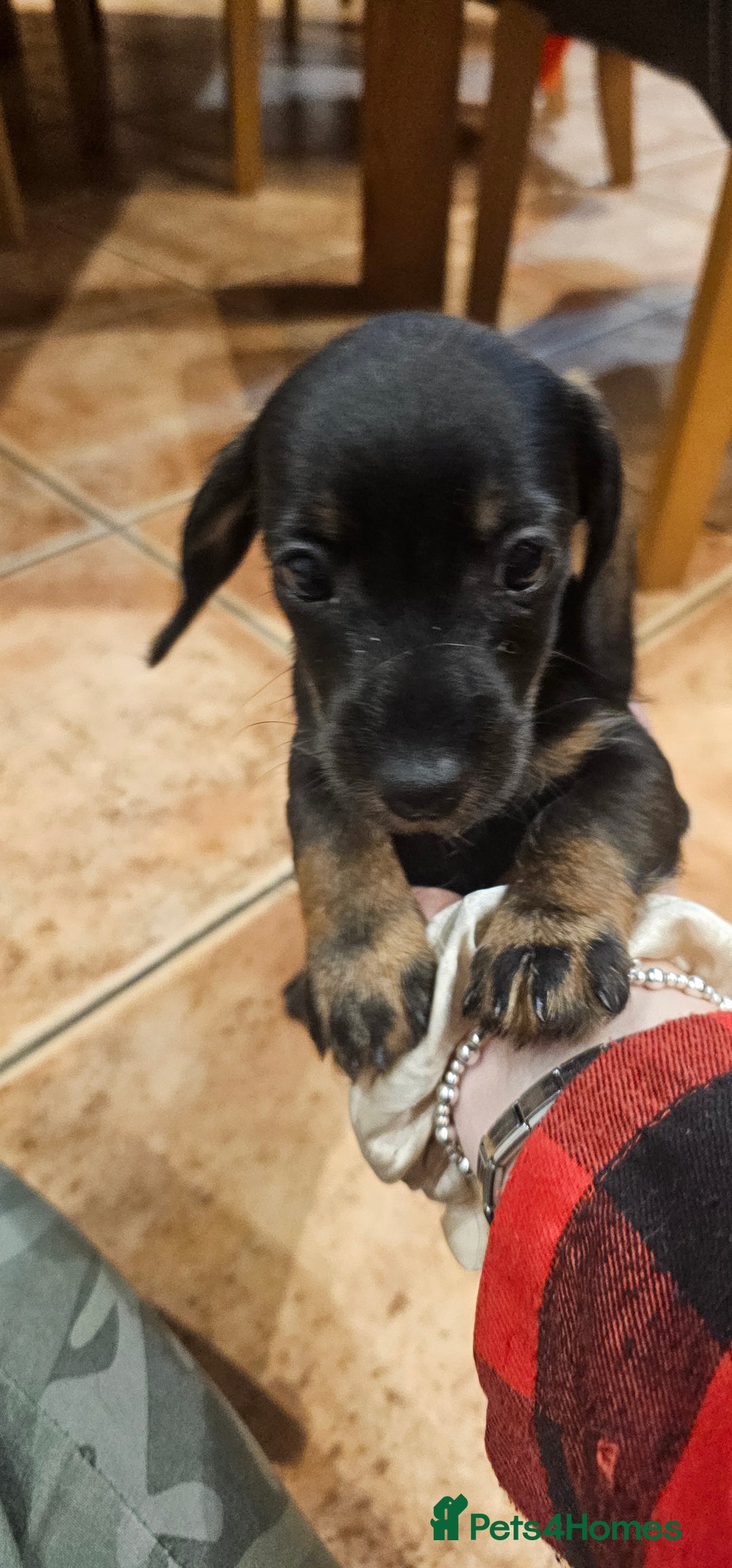 Miniature Dachshund dogs for sale: Miniature Daschund Puppies 6 Boys ONLY 2 LEFT 🩵💙 - Advert 3