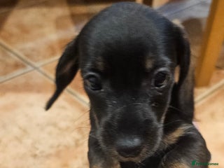 Miniature Dachshund dogs Miniature Daschund Puppies 6 Boys ONLY 2 LEFT 🩵💙 - Advert 10