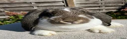 French Lop rabbits for sale: 2 x Agouti Butterfly French Lops - Advert 4