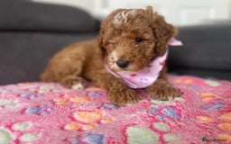Australian Labradoodle dogs for sale: Australian Labradoodle Puppies – Ready Now🐶 - Image 1