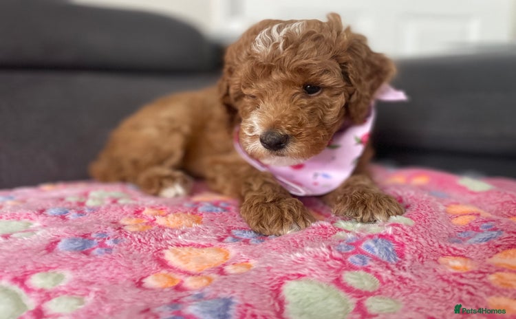 Australian Labradoodle dogs - Advert 1
