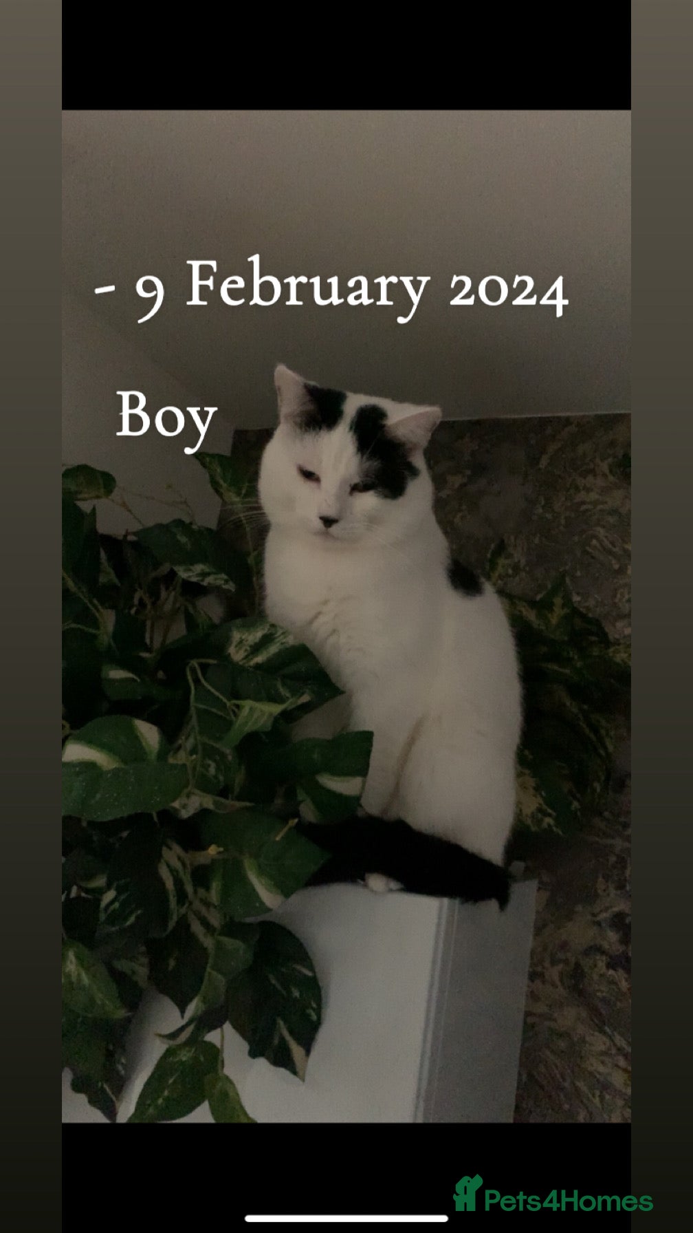 Mixed Breed cats Cat rehome urgently needed - Advert 1