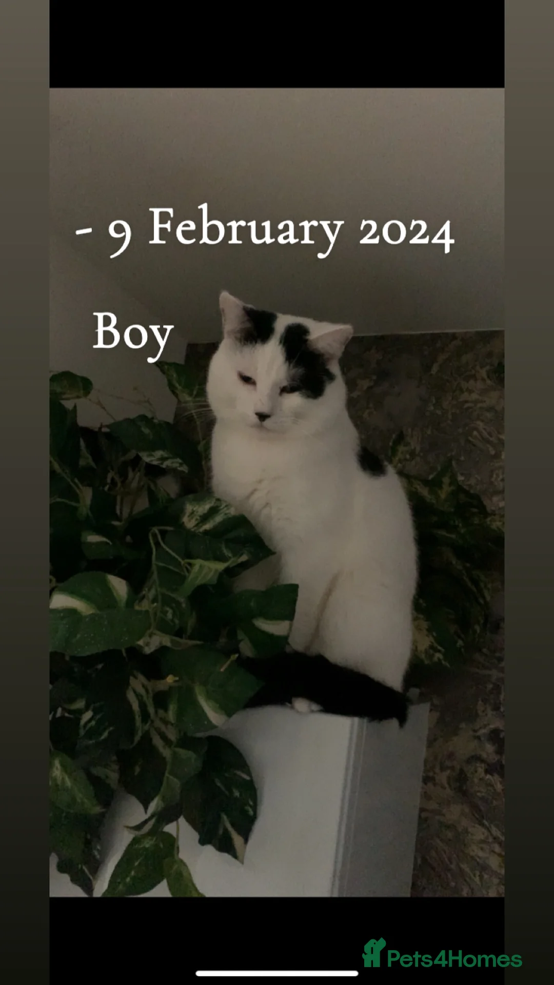 Mixed Breed cats for sale: Cat rehome urgently needed - Advert 1