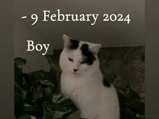 Mixed Breed cats Cat rehome urgently needed - Advert 2