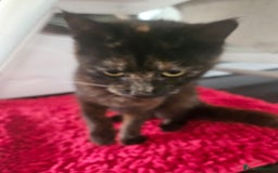 Mixed Breed cats for sale: Ready for new home kittens and 1 year female - Image 7
