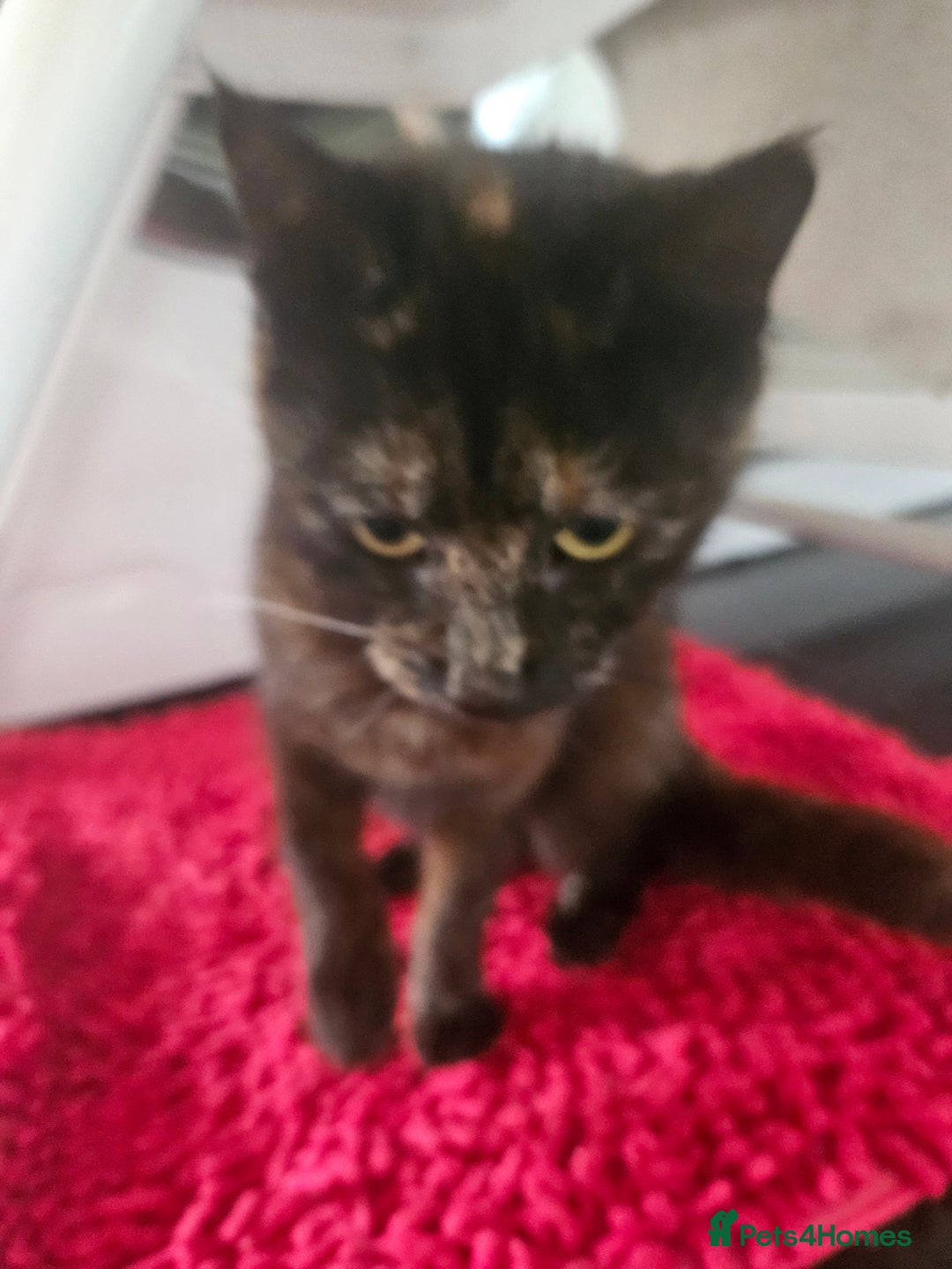 Mixed Breed cats for sale: Ready for new home kittens and 1 year female - Image 7