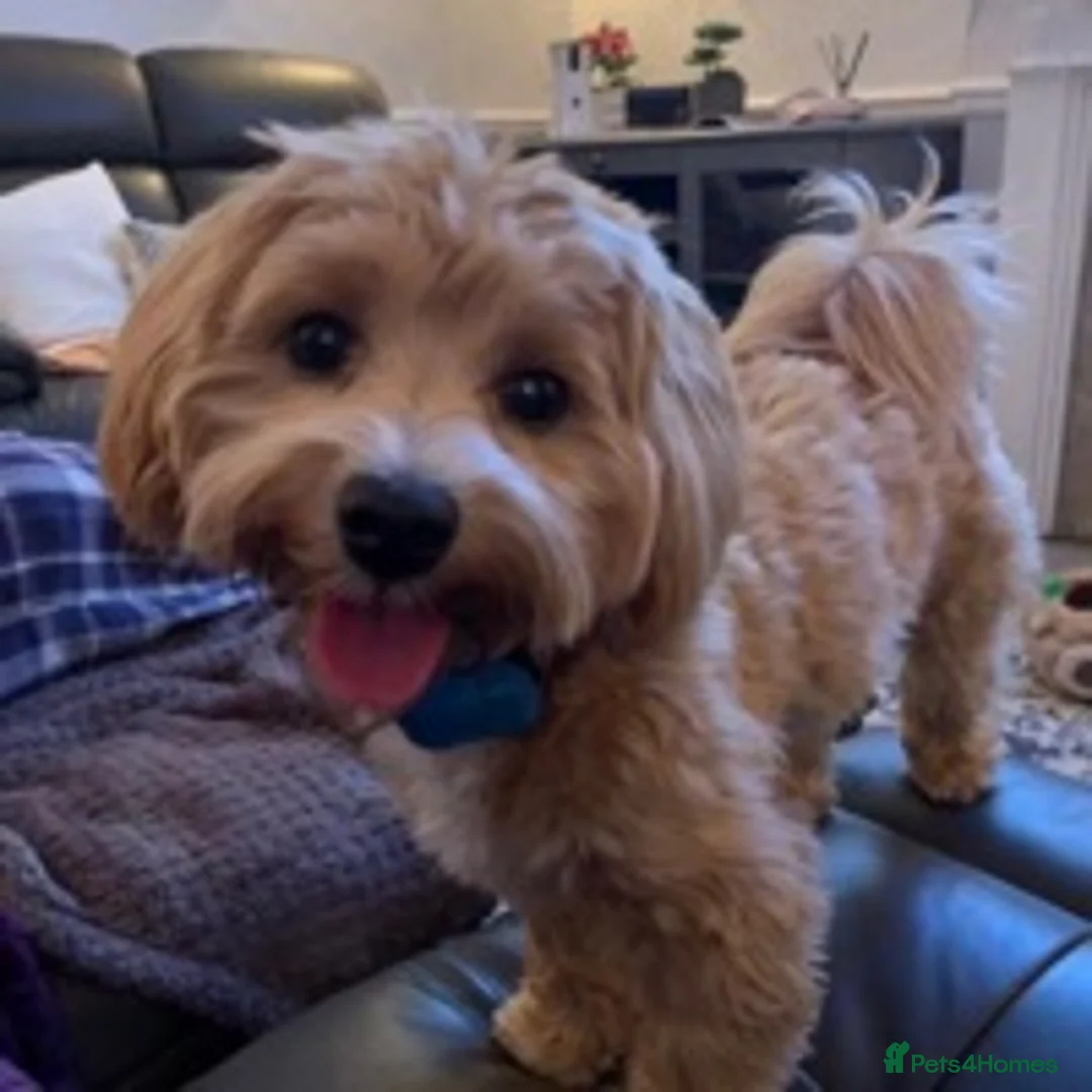 Toy Poodle dogs for stud: Stunning Maltese at STUD in Coventry - Advert 12