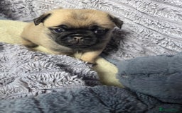 Pug dogs for sale: X2 beautiful male pugs - Image 6