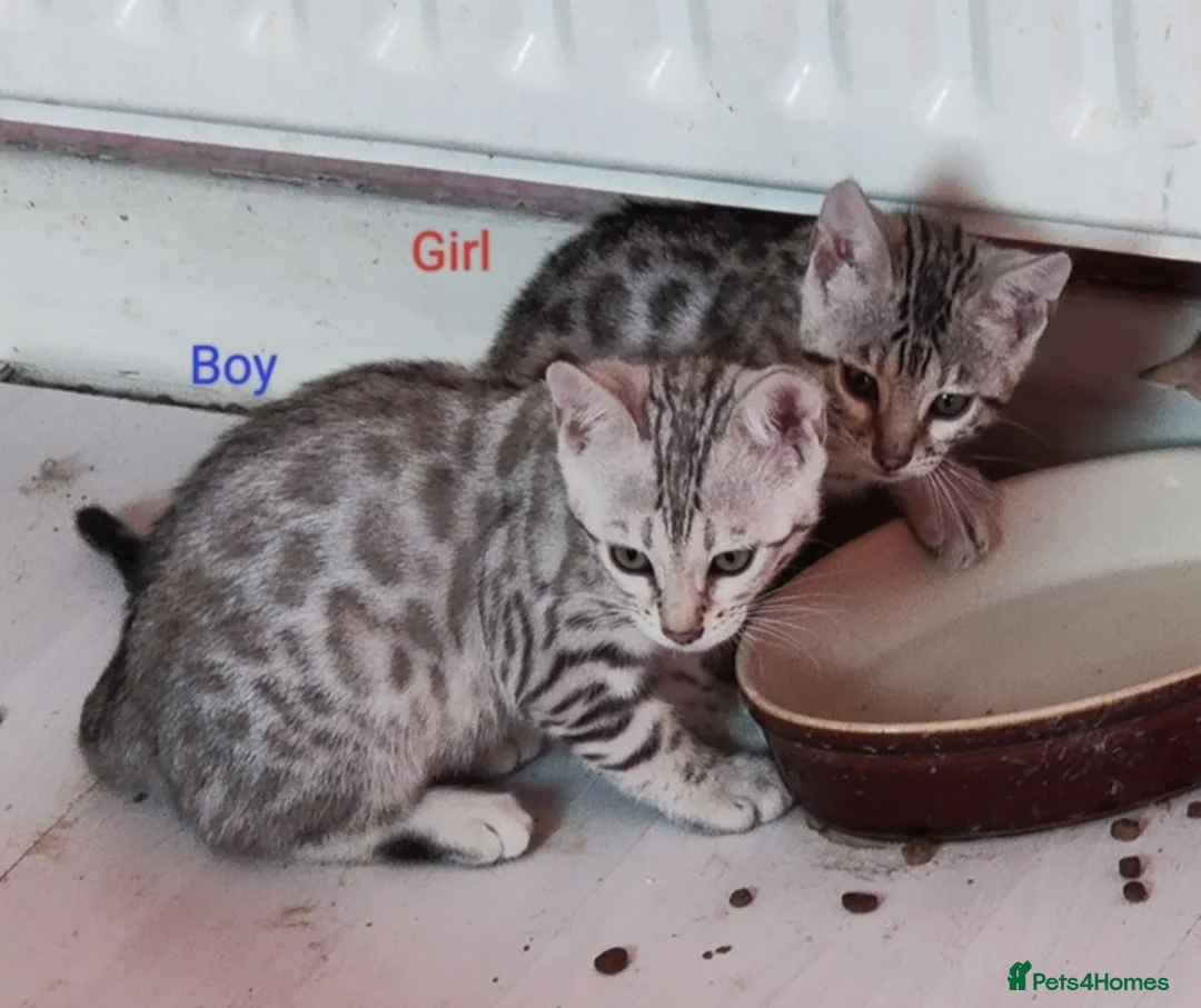 Bengal cats for sale: Silver Bengal Kittens  - Advert 2
