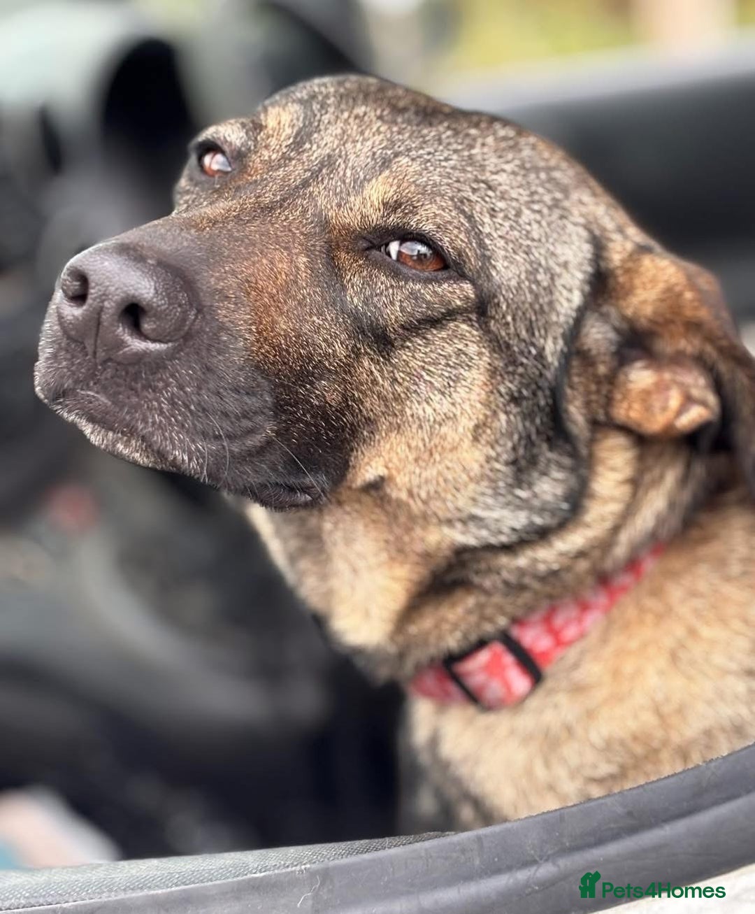 Mixed Breed dogs for adoption: Luna was stood up.... in Kidderminster - Advert 17